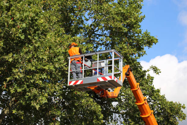 Best Hazardous Tree Removal  in Leetsdale, PA